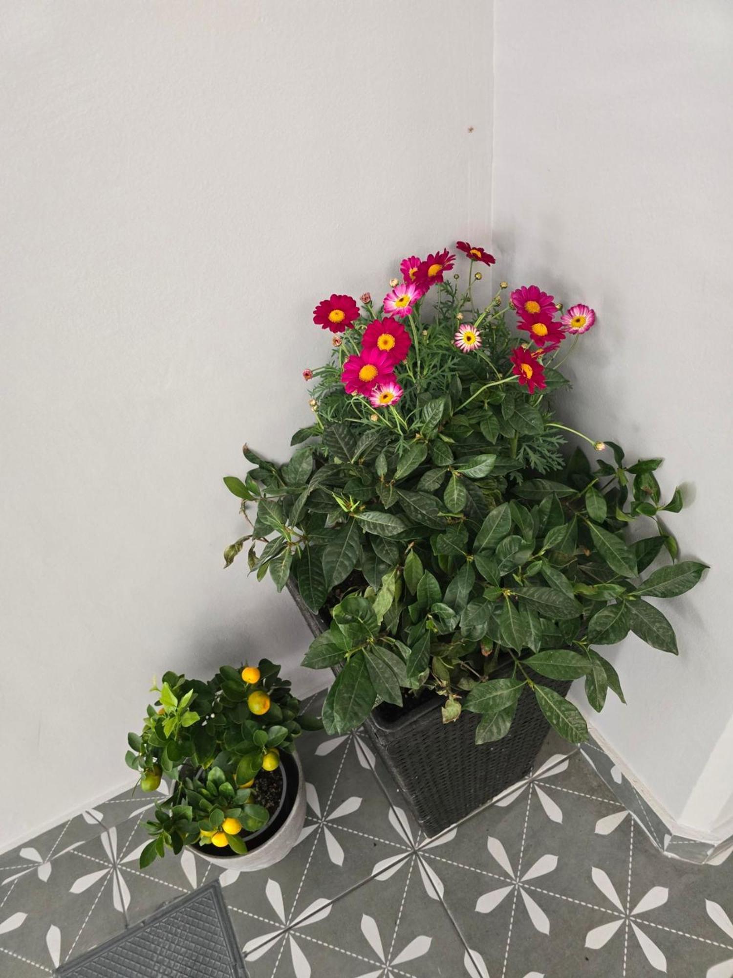 Glyfada'S Cosy Apartments เอเธนส์ ภายนอก รูปภาพ